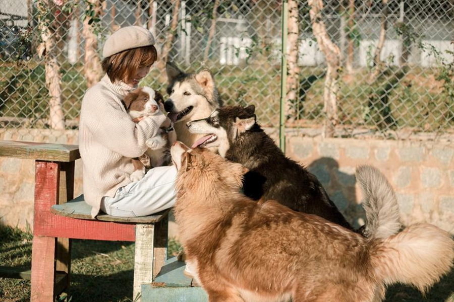 Nông trại cún Puppy farm Đà Lạt